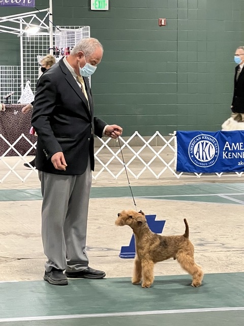 Han places Group 1 Terrier Ingham County Dog Show